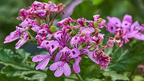 Amazon.co.jp: 【種子】Pelargonium Capitatum ◇ペラルゴニウム